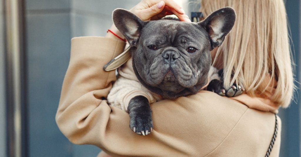 caring-for-your-french-bulldog-essential-tips-min