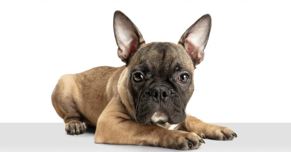 charming-french-bulldogs-lovable-personalities