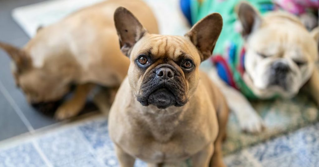 exceptional french bulldog sire