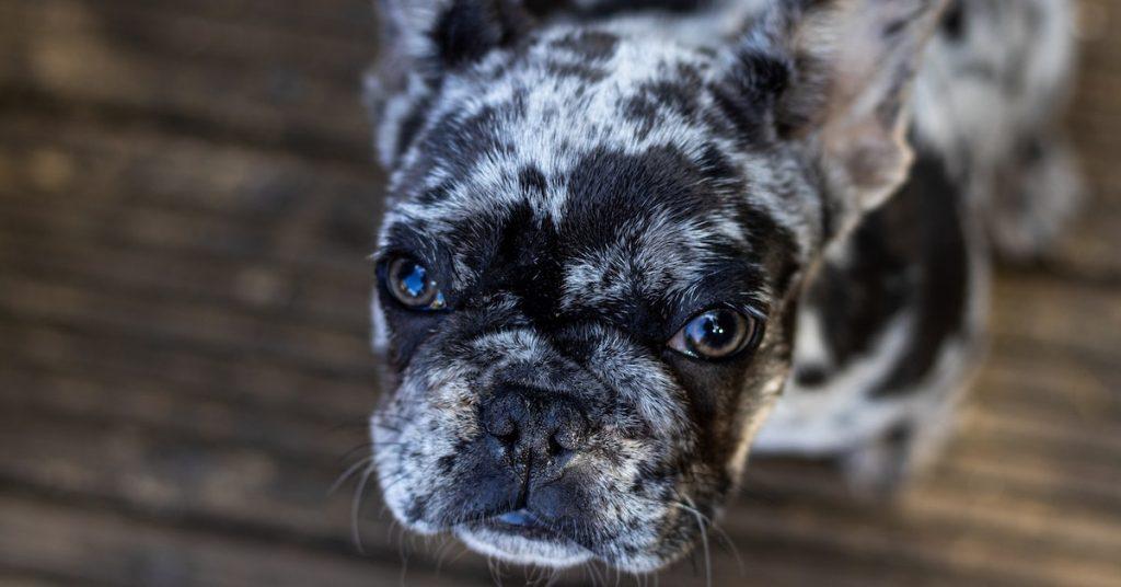 exquisitely unique french bulldog colors