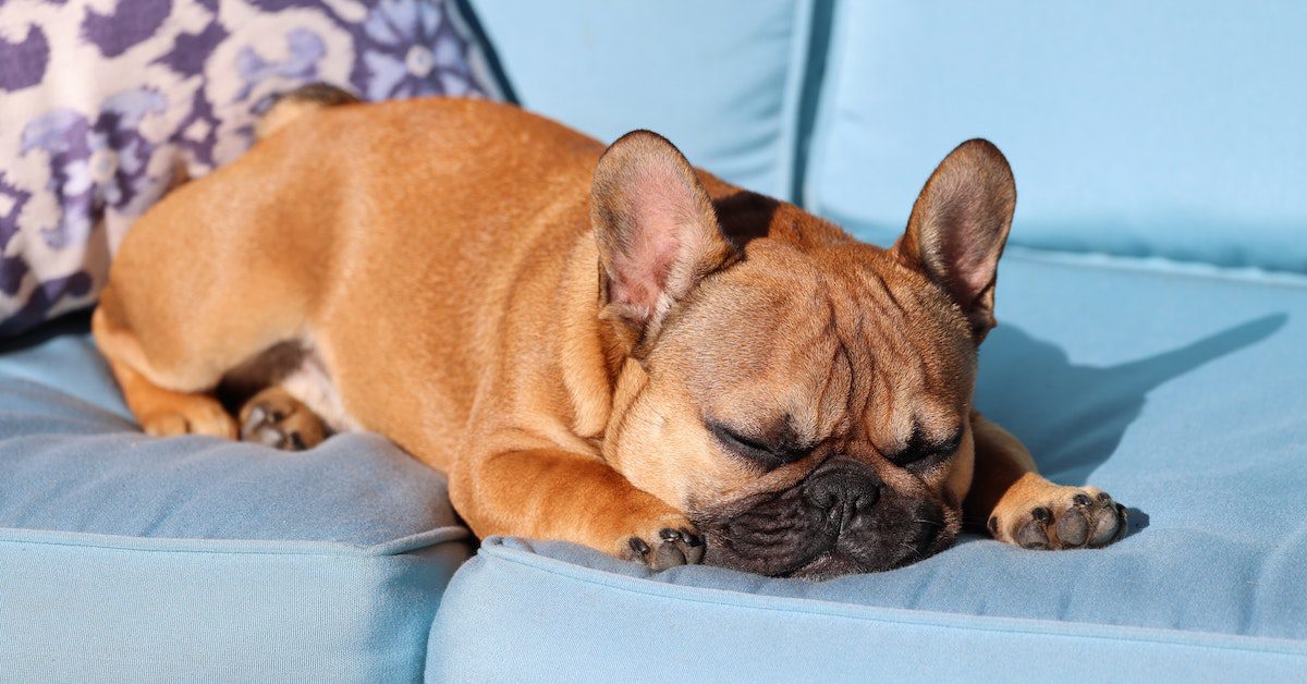 French Bulldog Care Essential Tips