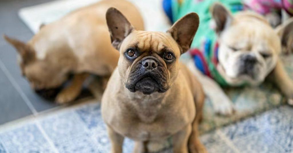 french bulldog care guide essential tips