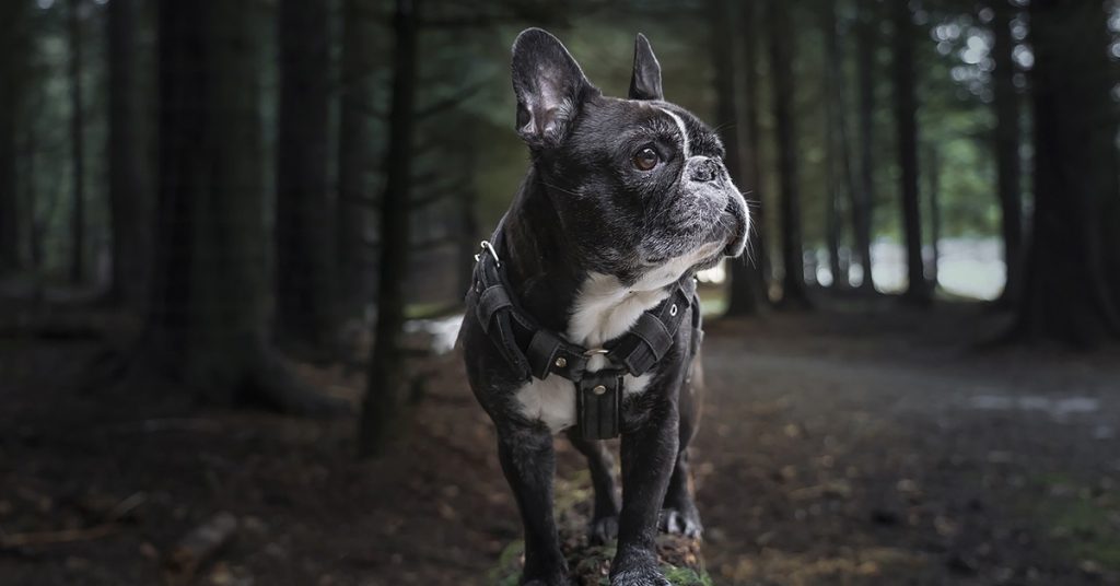 french-bulldog-essential-care-tips-2