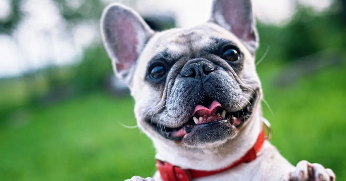 French Bulldog Gestation and Care