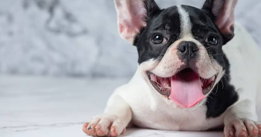 french-bulldog-pregnancy-care-essential-tips-2