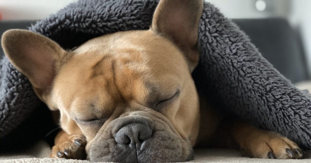 french bulldog your perfect companion
