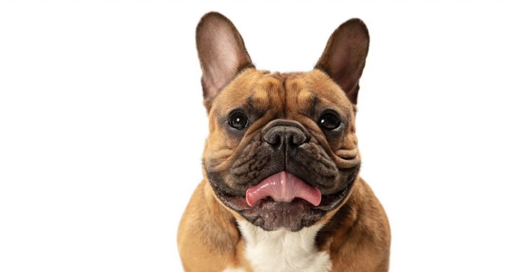 friendly-playful-french-bulldogs-traits