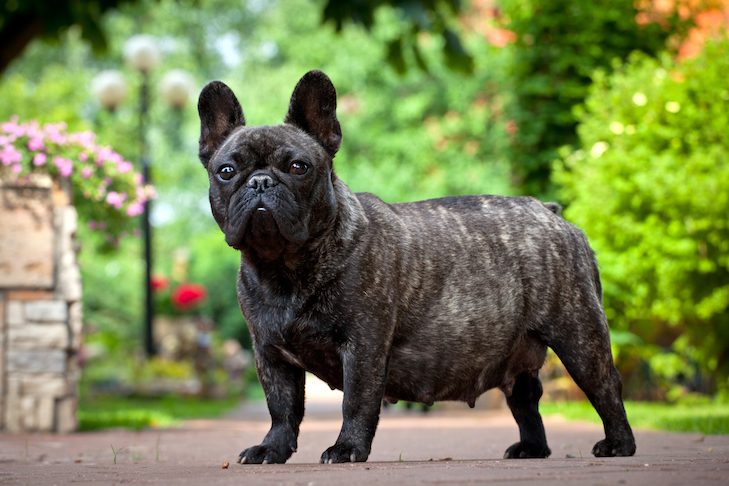 pregnant-french-bulldog-standing-in-the-garden-4