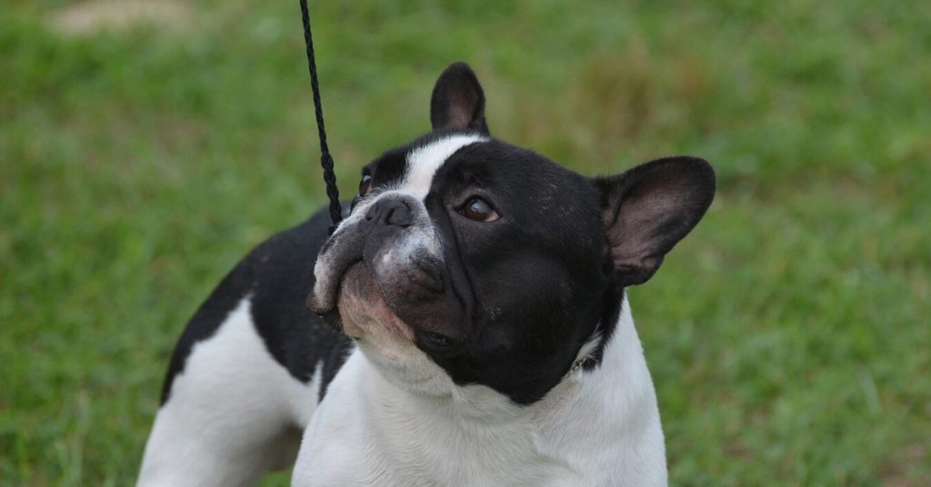 the essential french bulldog guide