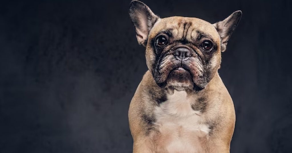 the lovable bulldog hearts itimate conqueror