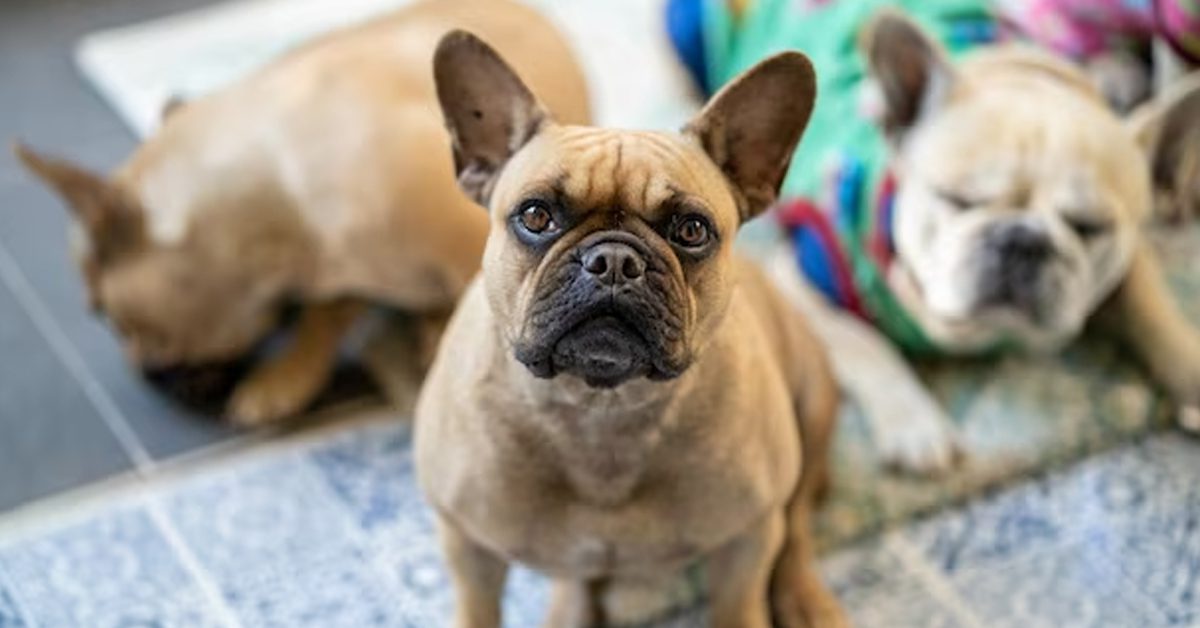 The Perfect Companion French Bulldog