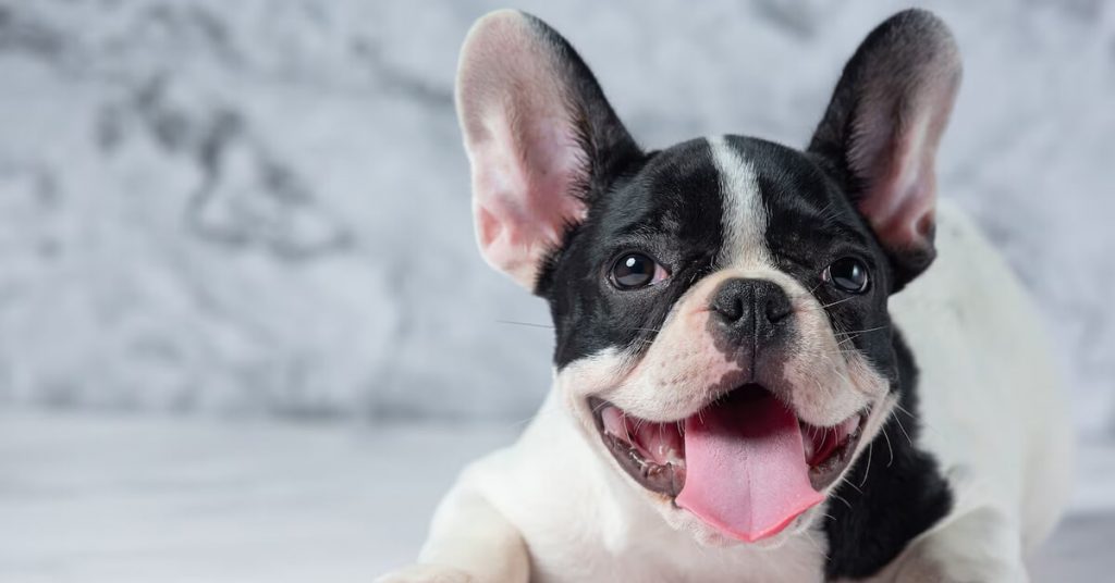 top-rated-french-bulldog-breeders