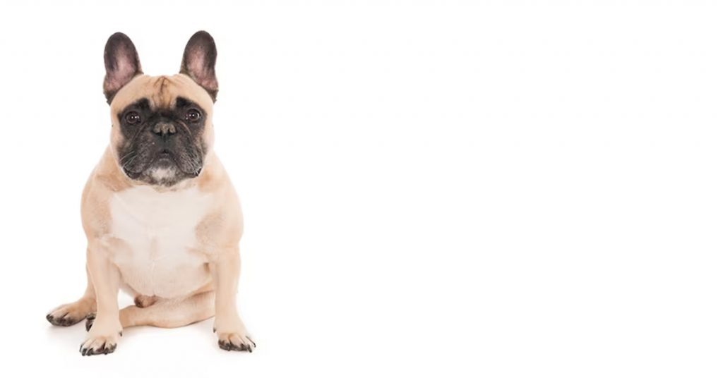 understanding french bulldog temperament fundamental insights