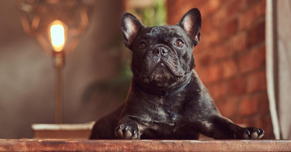 charming french bulldogs a furr fect companion