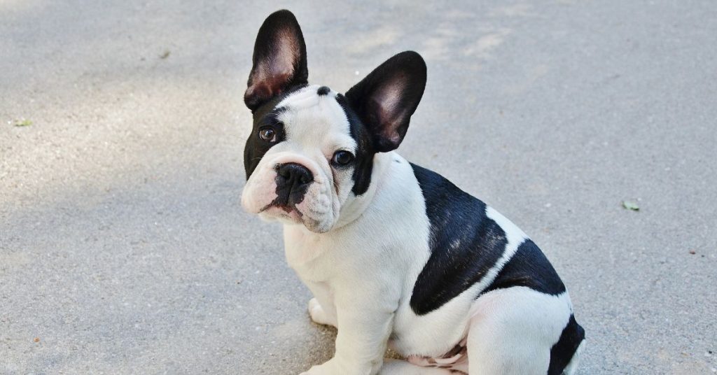 essential tips for french bulldogs
