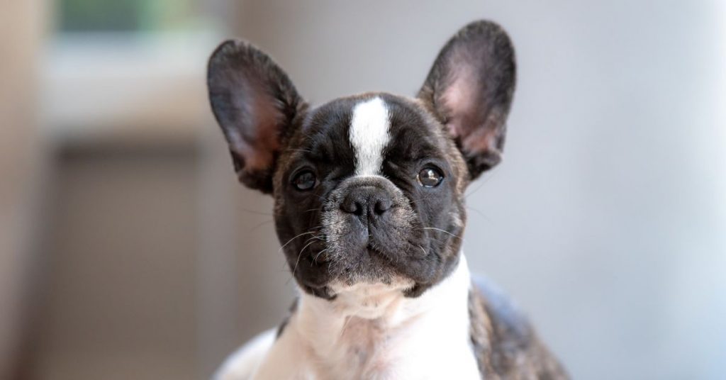 french bulldog pregnancy and care