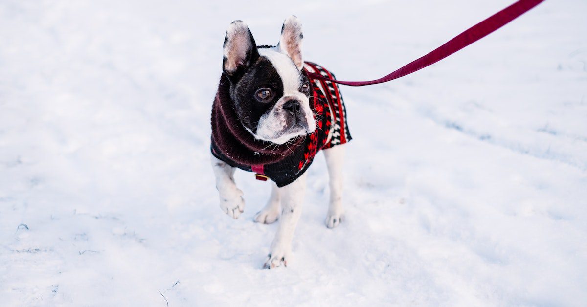 French Bulldog The Ultimate Companion