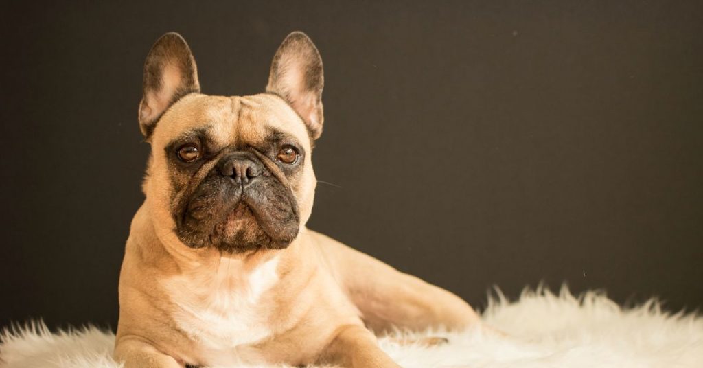 frenchie-friends-quirky-canine-companions-2
