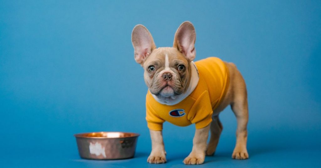 frenchie fur essential care tips