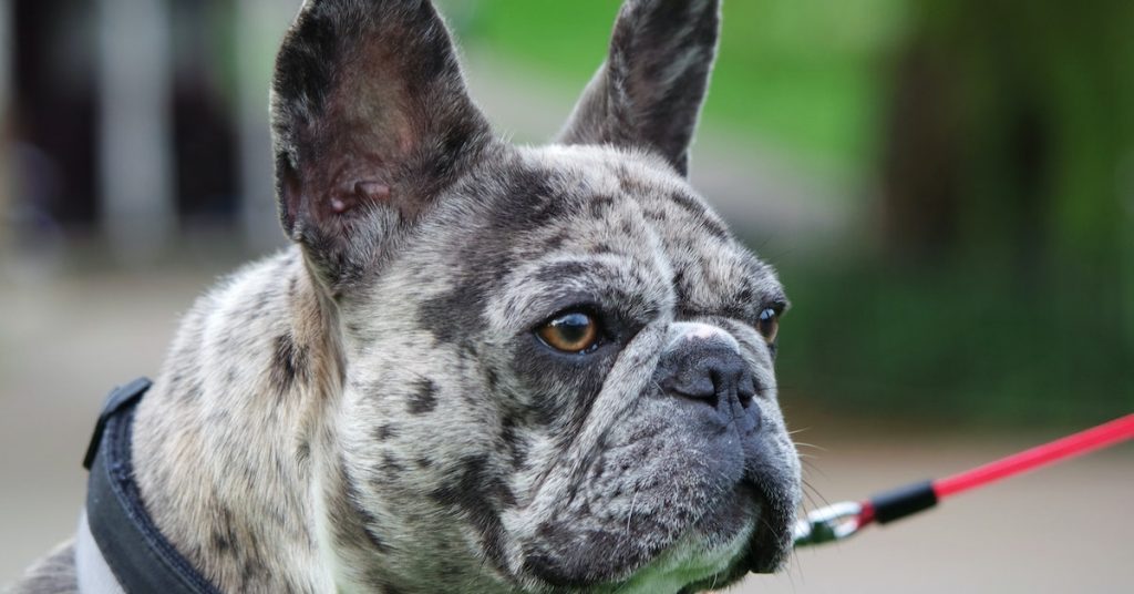 short snouted success french bulldog generation