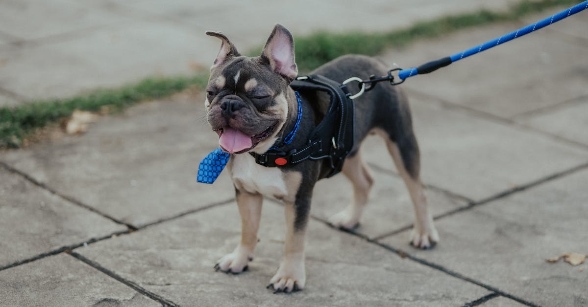 Ultimate Companion French Bulldog Unveiled