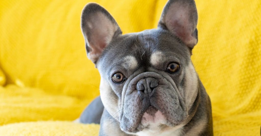 uncommon hues of french bulldogs