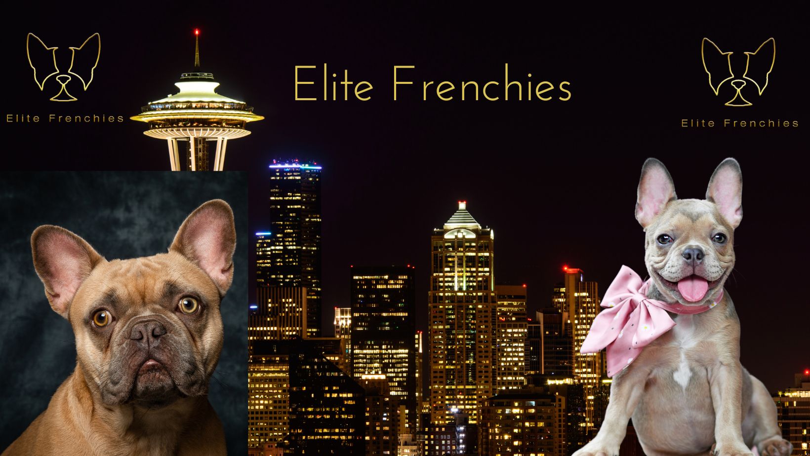 French Bulldog Stud Services