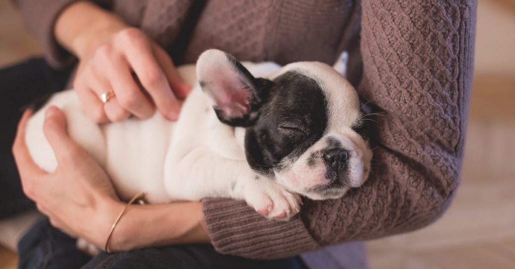 essential-care-tips-for-french-bulldogs-2