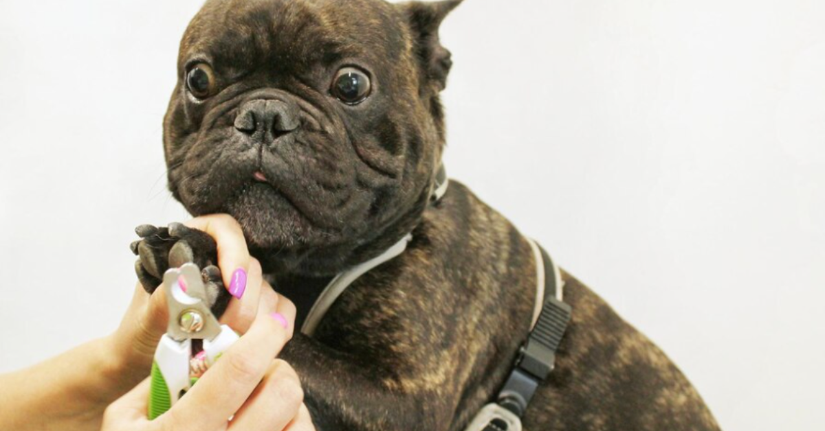 French Bulldog Care Tips