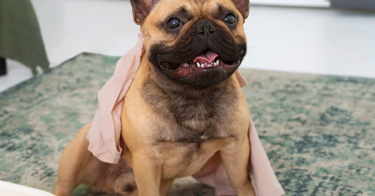 French Bulldog Pregnancy Care Guidelines