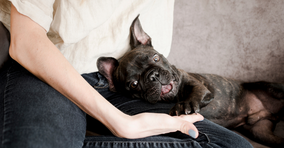 The Ultimate Companion French Bulldog