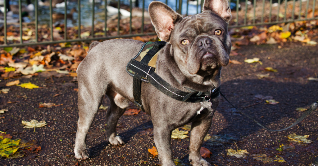 top-french-bulldog-stud-available-2
