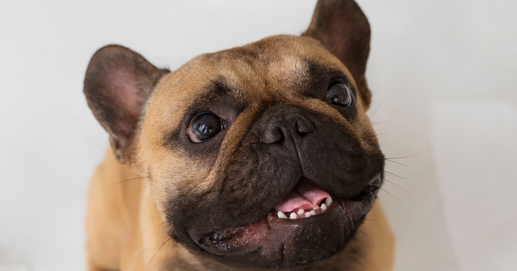 understanding-the-french-bulldog-temperament