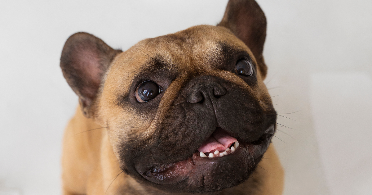 Understanding the French Bulldog Temperament