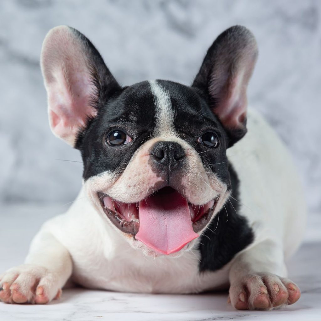 best-exotic-frenchies-for-sale-10