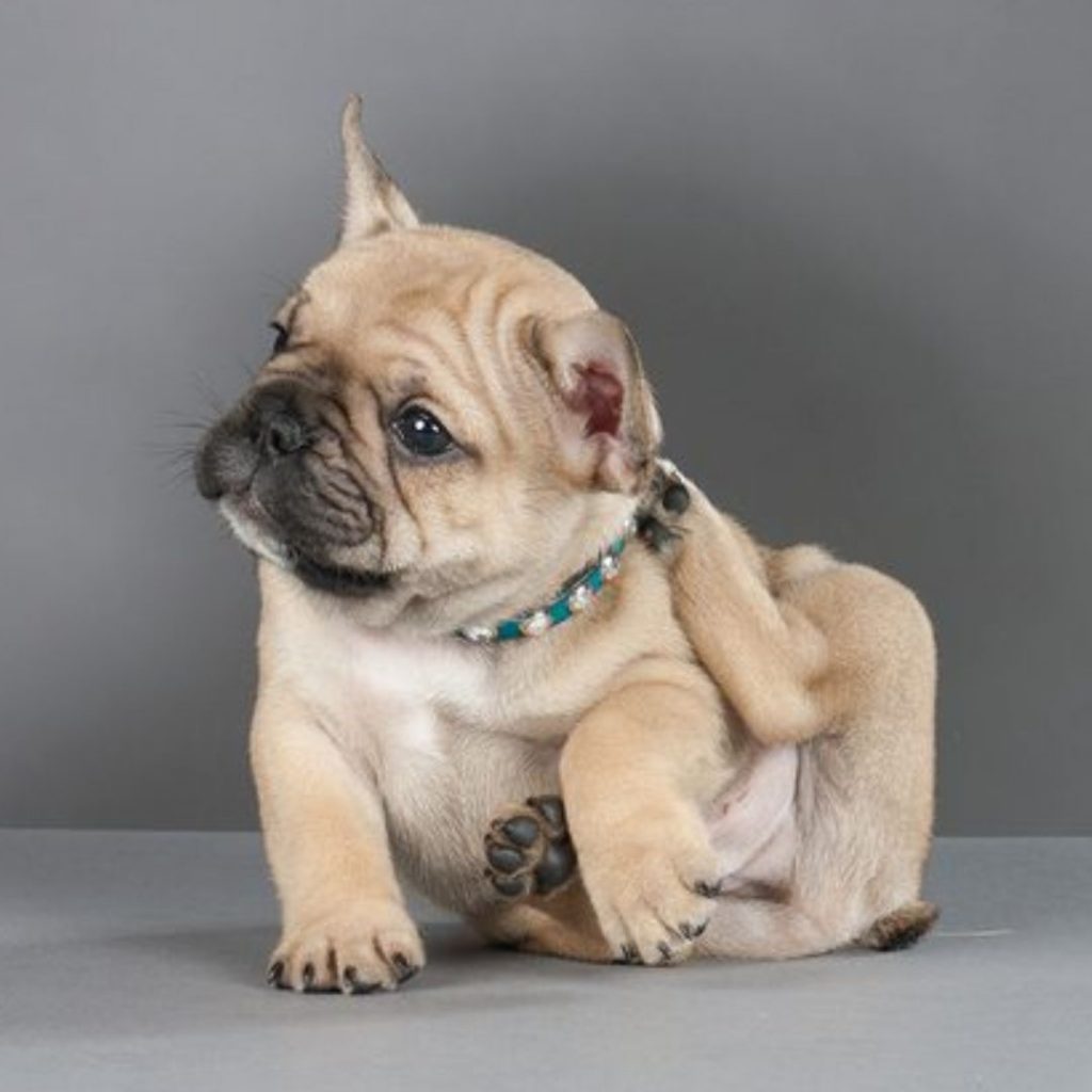 elite-frenchies-fluffy-frenchie-for-sale-chicago