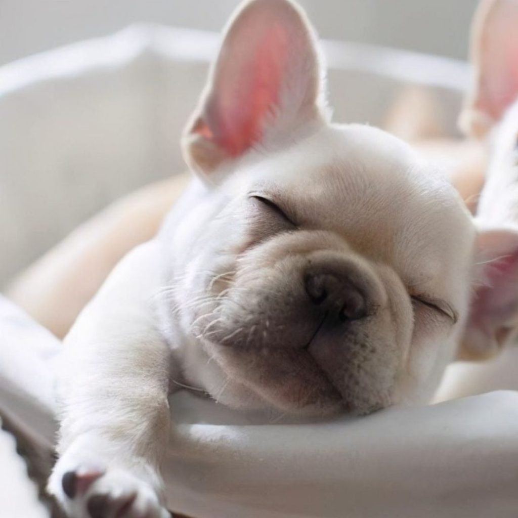 elite-frenchies-french-bulldogs-for-sale-near-me