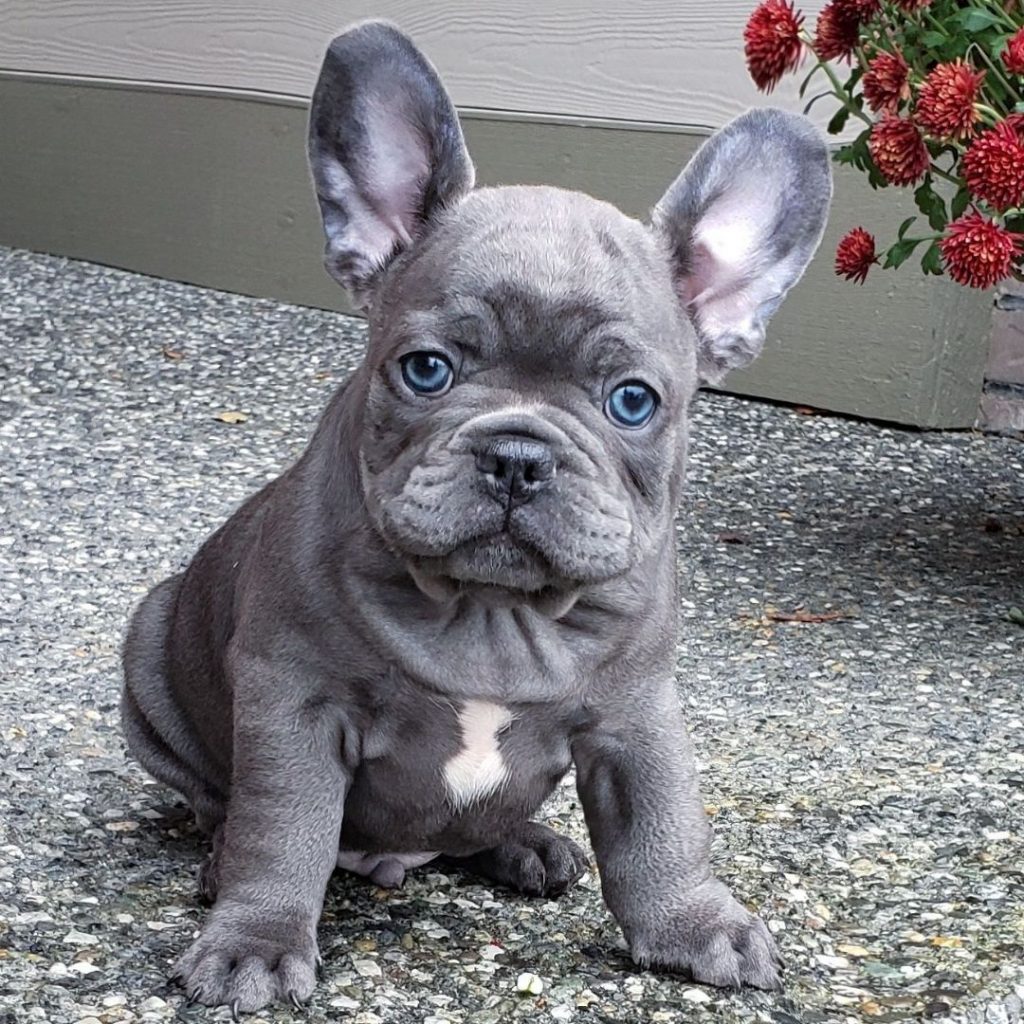 elite-frenchies-frenchie-puppies-for-sale-chicago