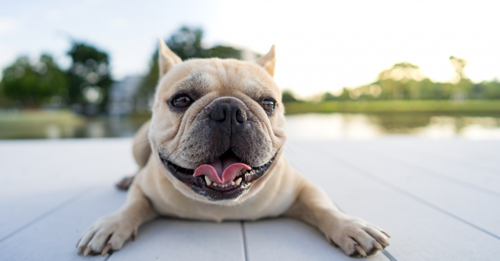 essential-factors-for-a-healthy-happy-french-bulldog-3