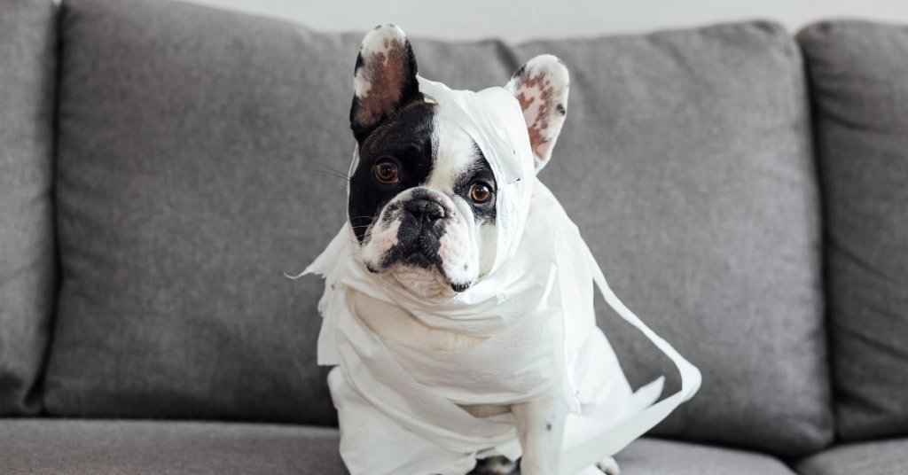 essential-tips-for-french-bulldog-care-2
