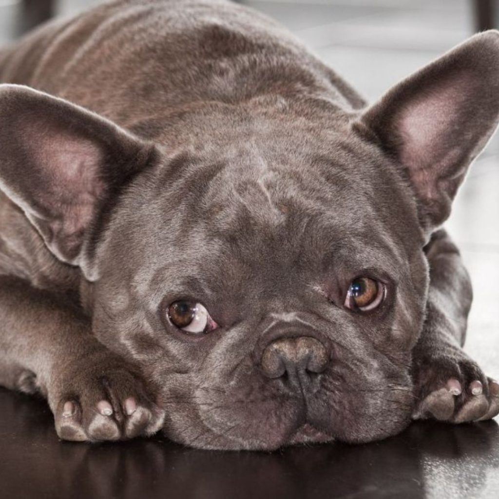 exotic-frenchie-puppies-for-sale-9