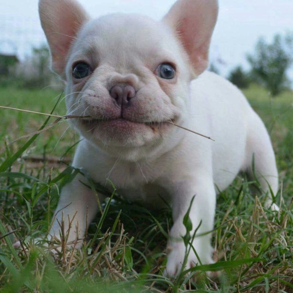 exotic-frenchies-puppies-for-sale