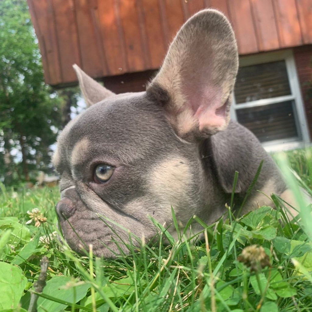 exotic-frenchie-puppies-for-sale-10
