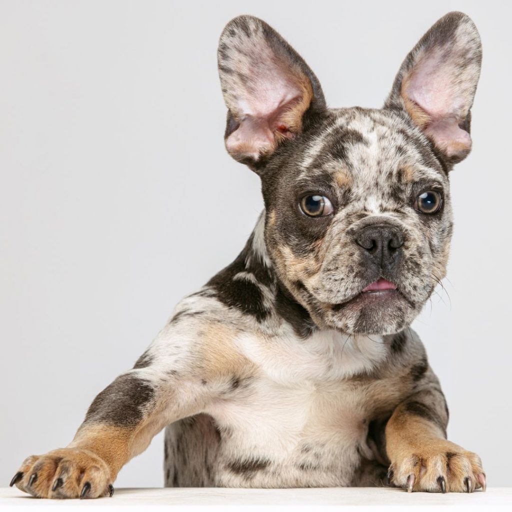 exotic-frenchies-for-sale-