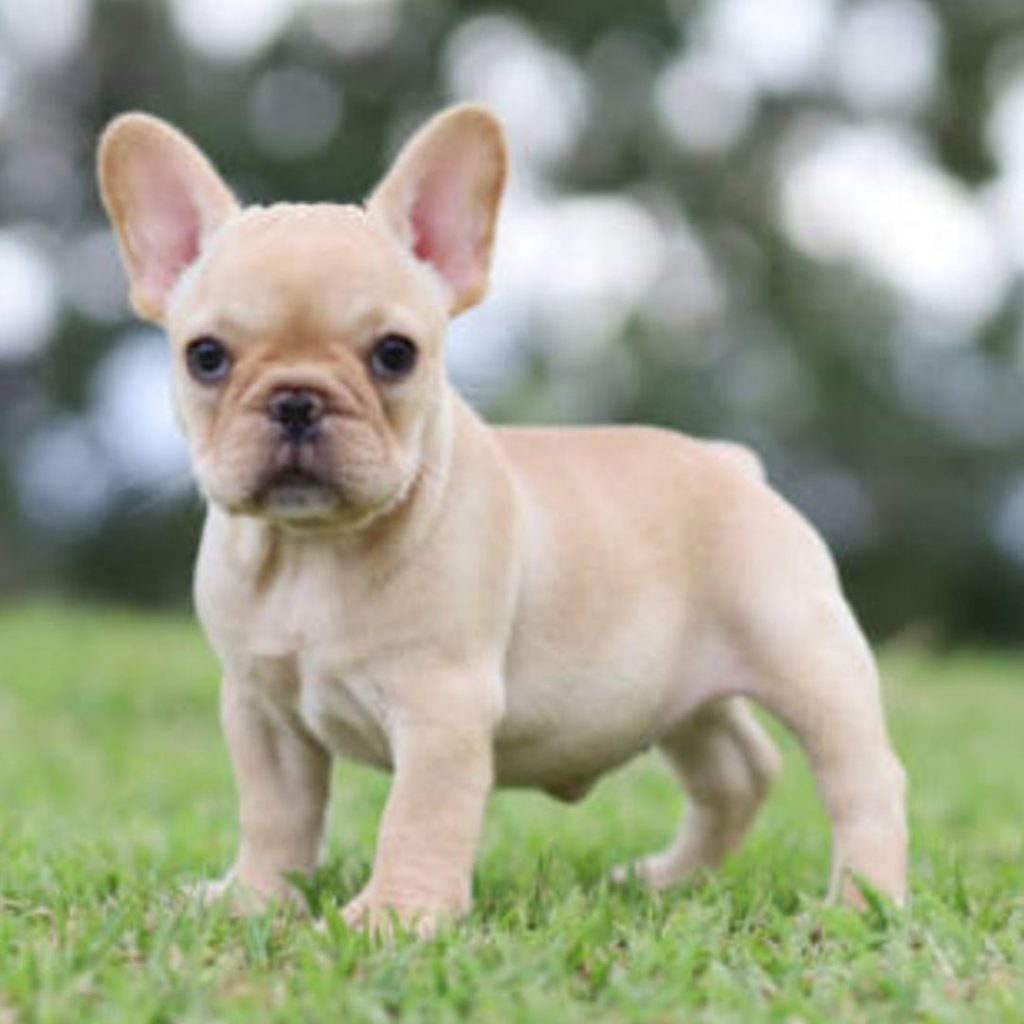 exotic-frenchies-for-sale-12