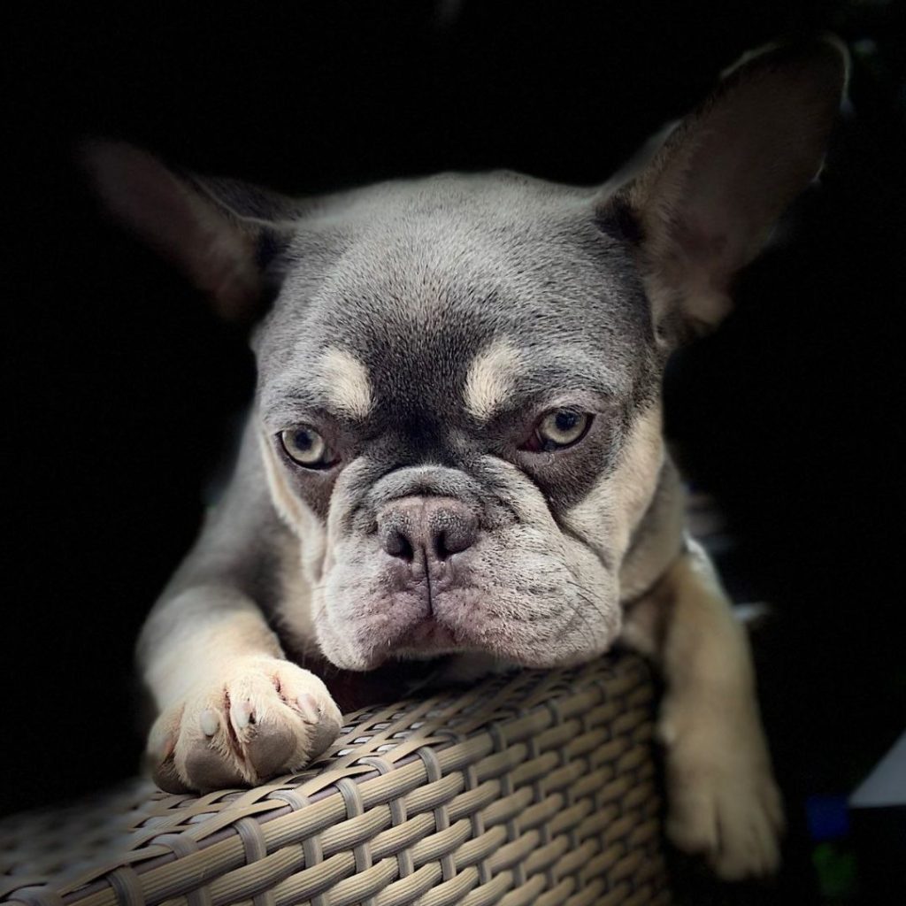 exotic-frenchies-for-sale-in-usa