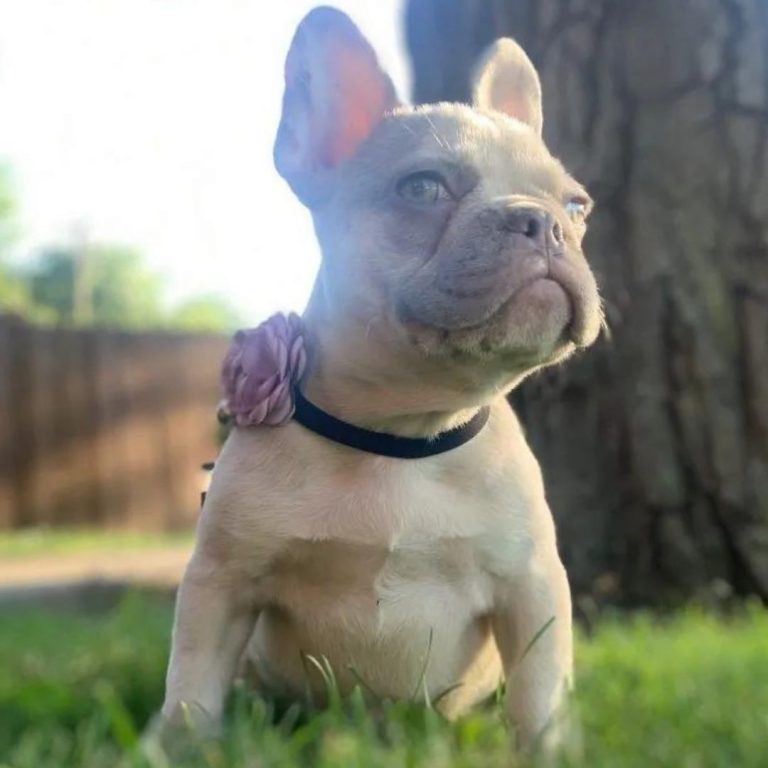exotic-frenchies-for-sale-in-usa-2