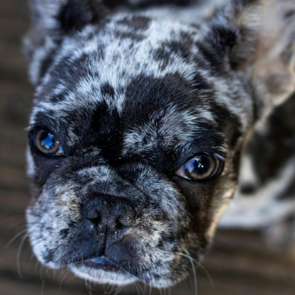exotic-frenchies-for-sale-near-me-5
