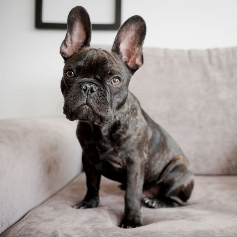 Exotic Frenchies For Sale | We Can Safely Deliver To Any State