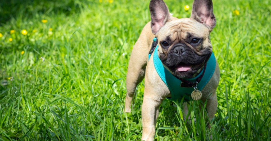 exploring frenchie traits nature and disposition unveiled